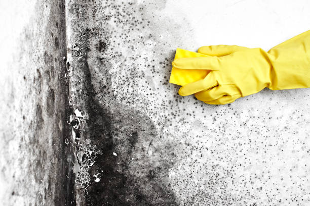 Best Mold Removal Company Near Me  in Robertsville, NJ
