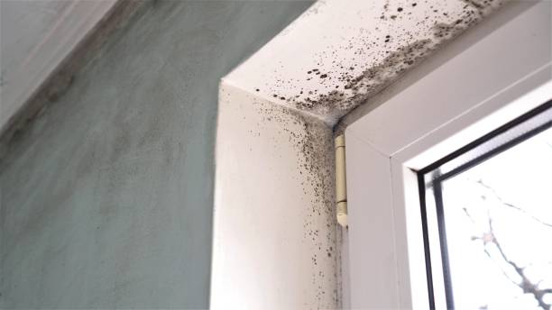 Robertsville, NJ Mold Removal Company