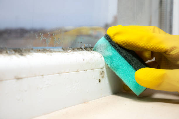 Best Same-Day Mold Removal  in Robertsville, NJ